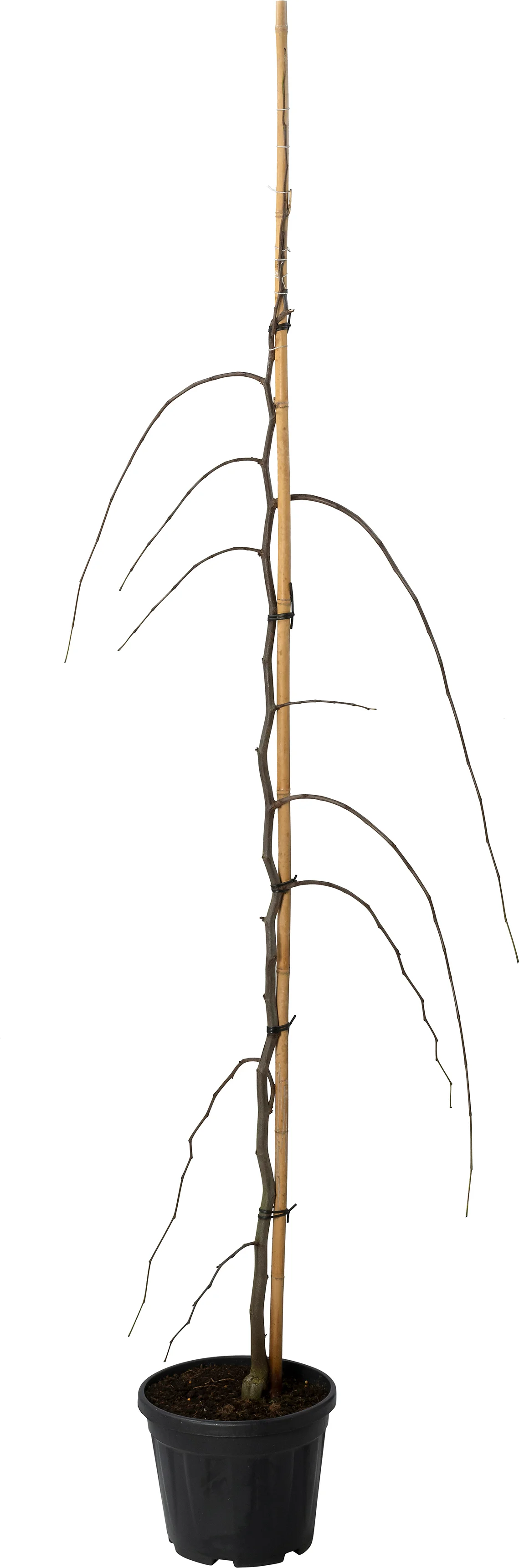 Amerikaanse judasboom (Cercis canadensis 'Ruby Falls') D 30 H 200 cm