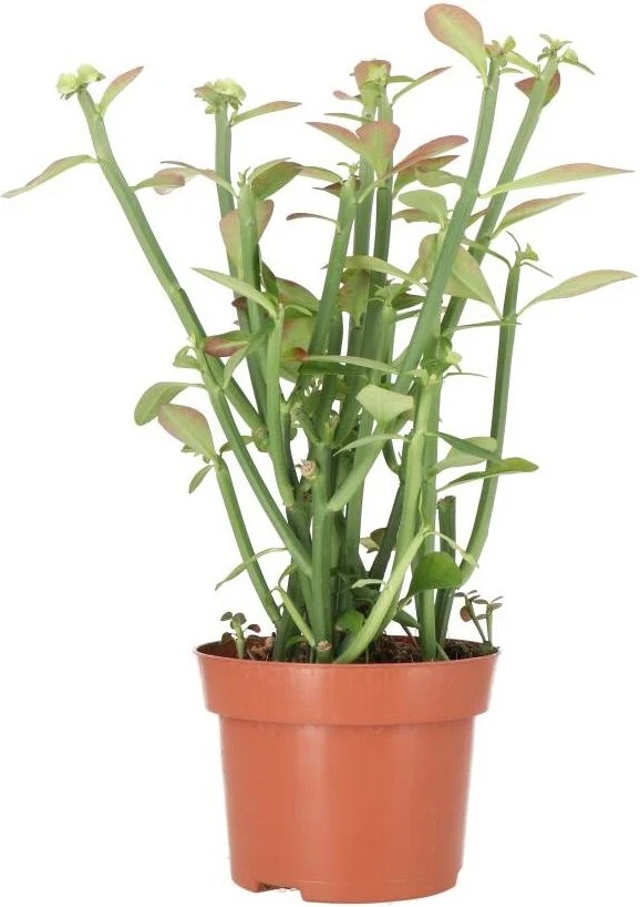 Biologische Euphorbia (Euphorbia phosphorea) D 13 H 40 cm