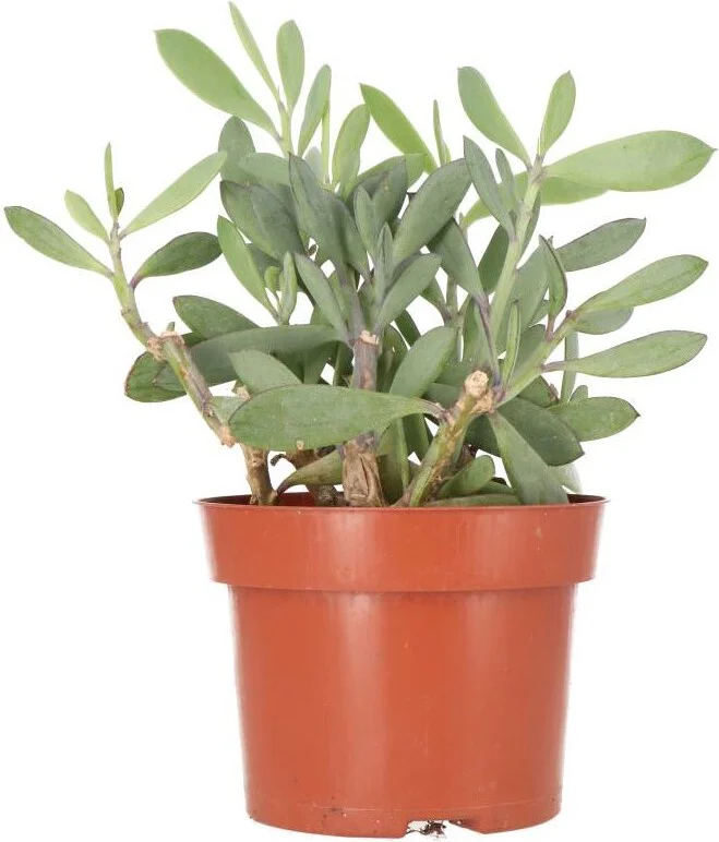 Biologische Propellerplant (Senecio crassissimus) D 13 H 20 cm