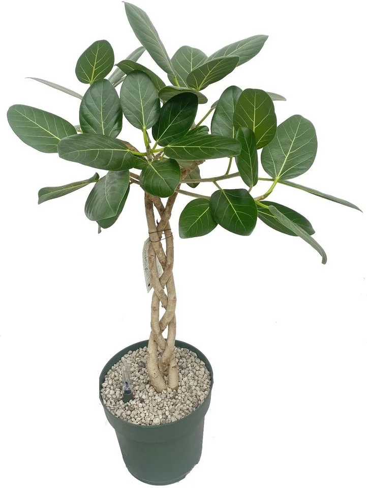 Bladvijg (Ficus altissima) D 27 H 100 cm