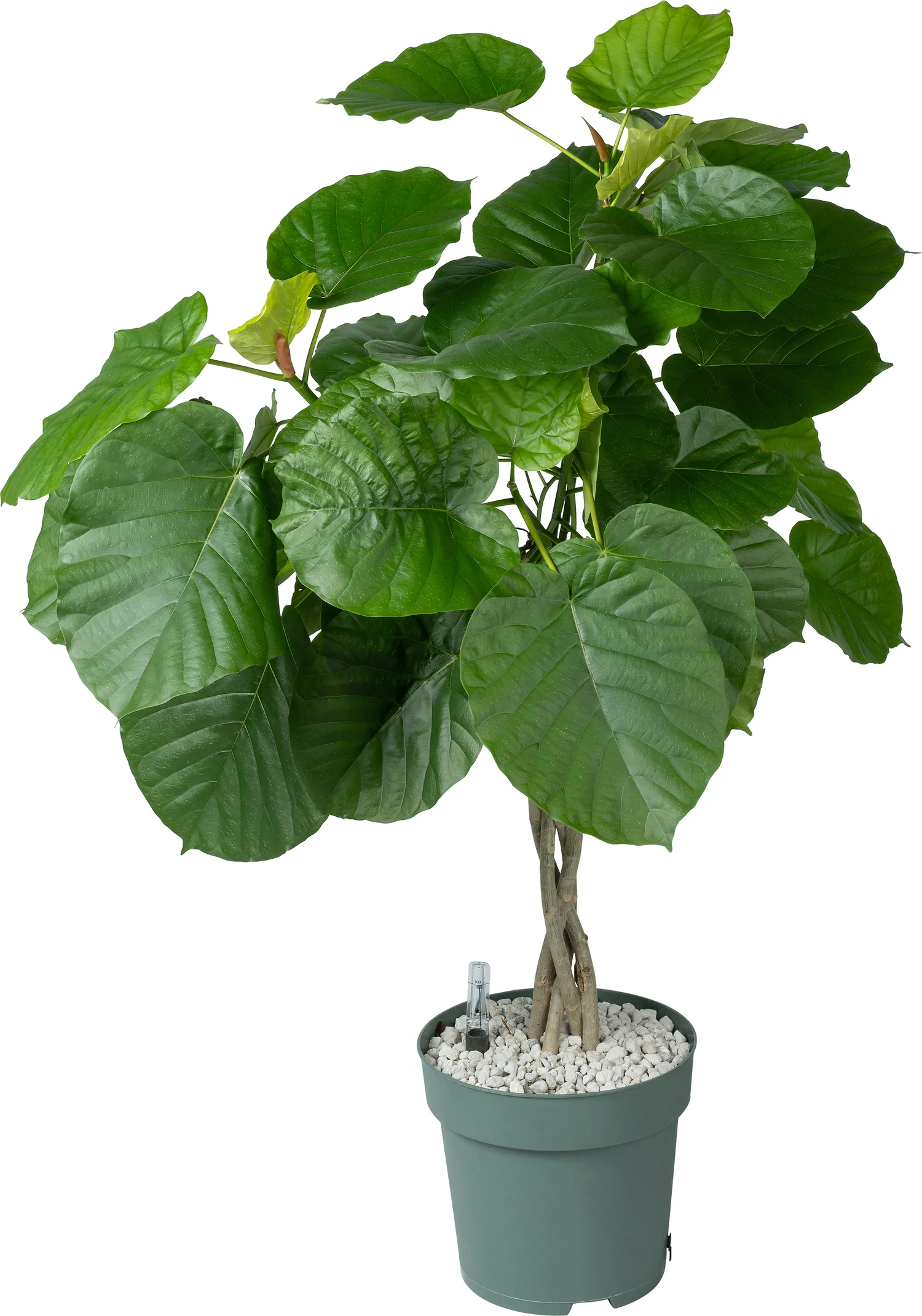 Afrikaanse Vijg (Ficus umbellata) D 27 H 130 cm
