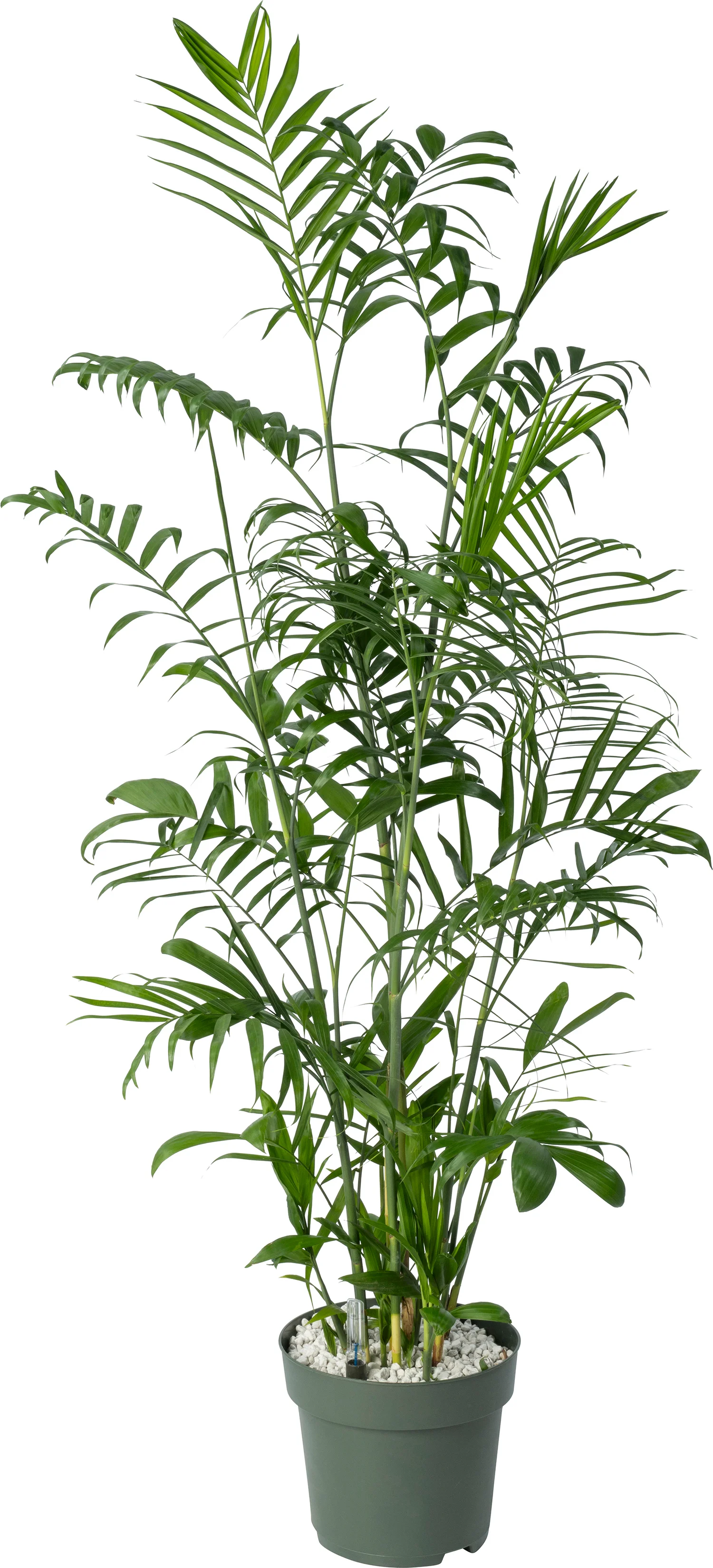 Beautanic Lifestyle Mexicaanse dwergpalm (Chamaedorea seifrizii) D 27 H 130 cm