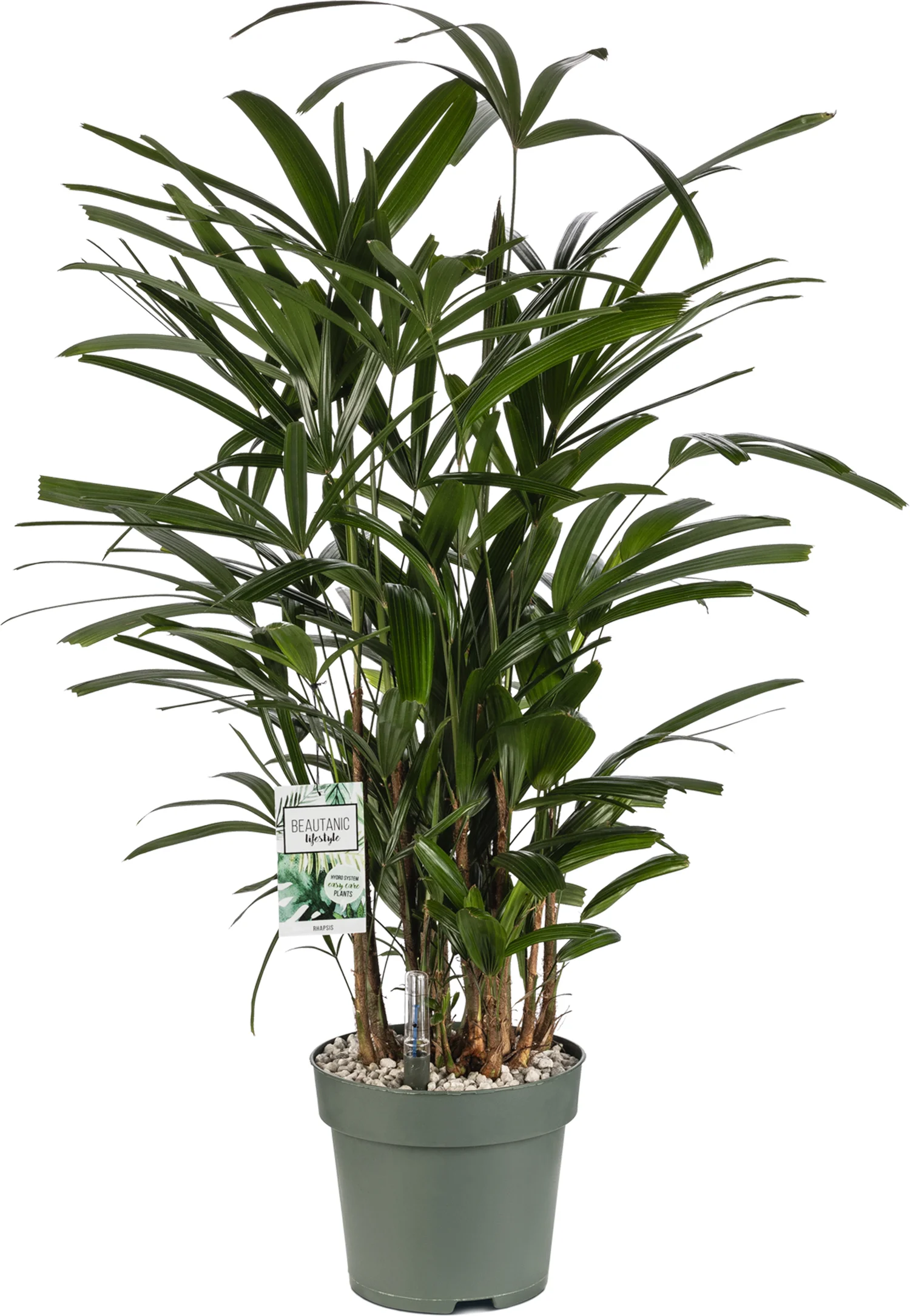 Bamboepalm (Rhapis excelsa) D 24 H 90 cm