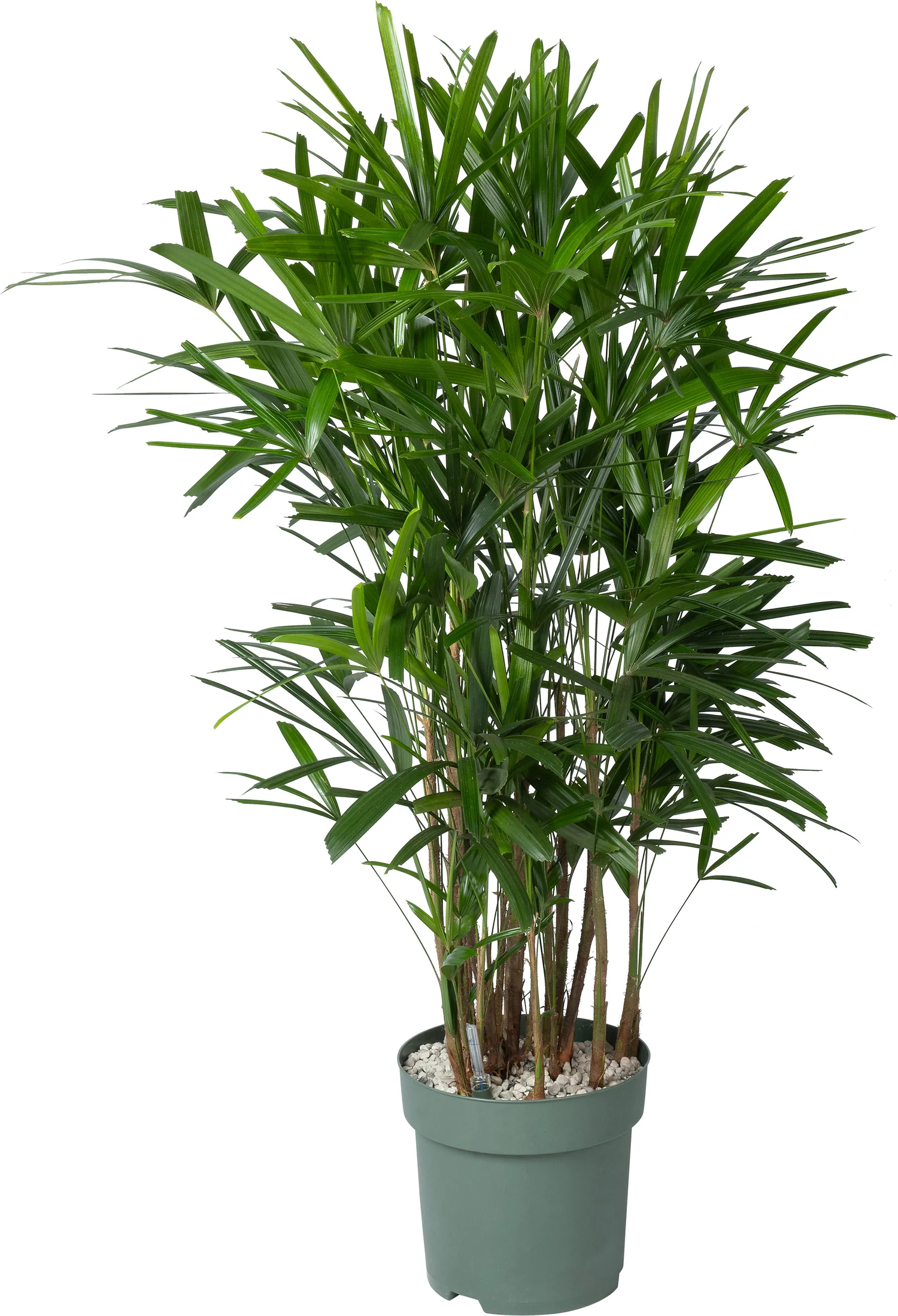Bamboepalm (Rhapis excelsa) D 30 H 140 cm