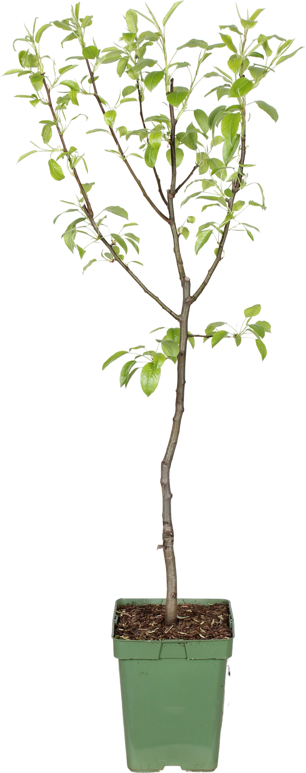 Biologische Peer (Pyrus communis 'Rote Williams') D 23 H 100 cm