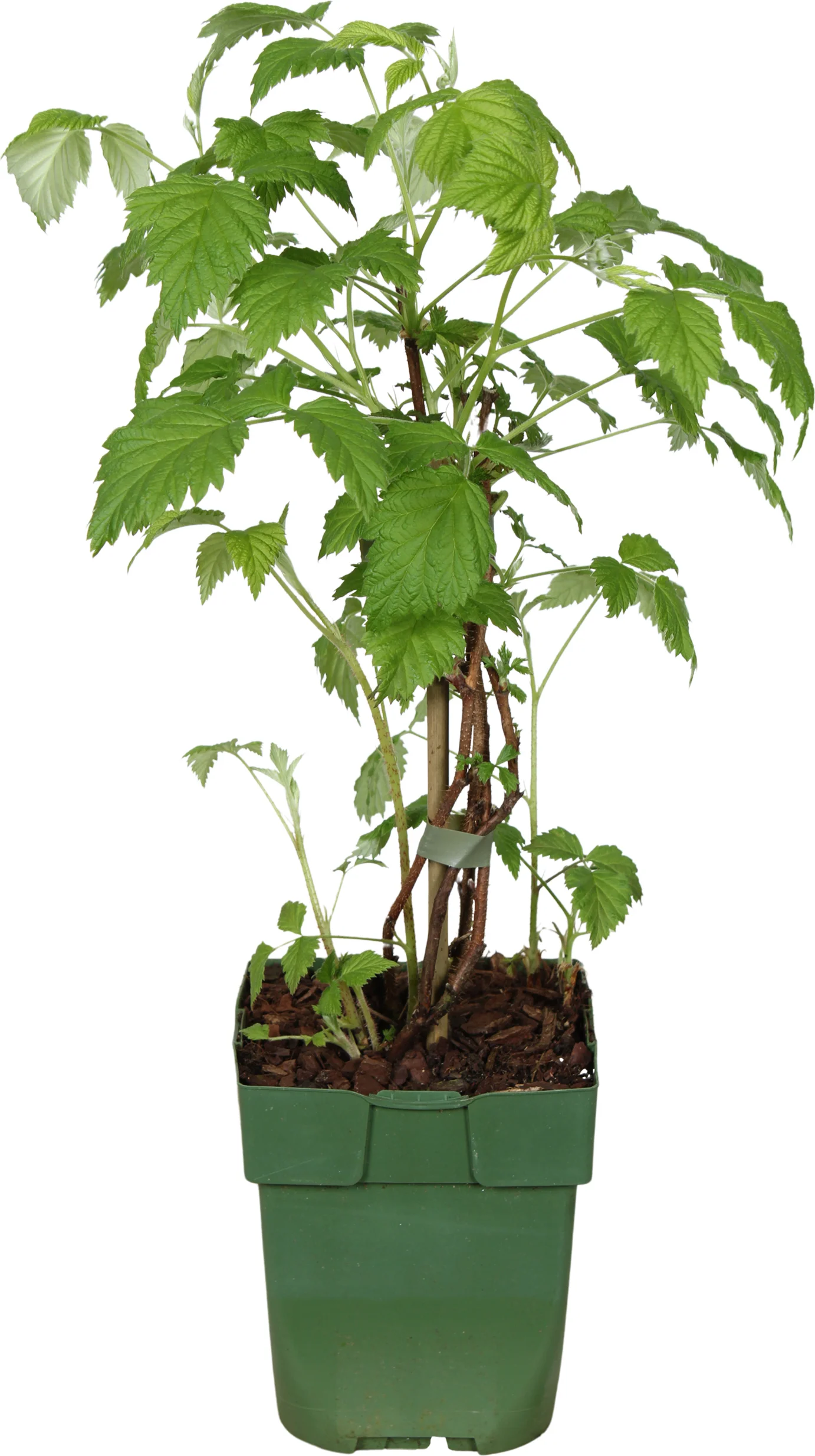 Biologische Framboos (Rubus ideaus 'Summer Chef') D 13 H 35 cm
