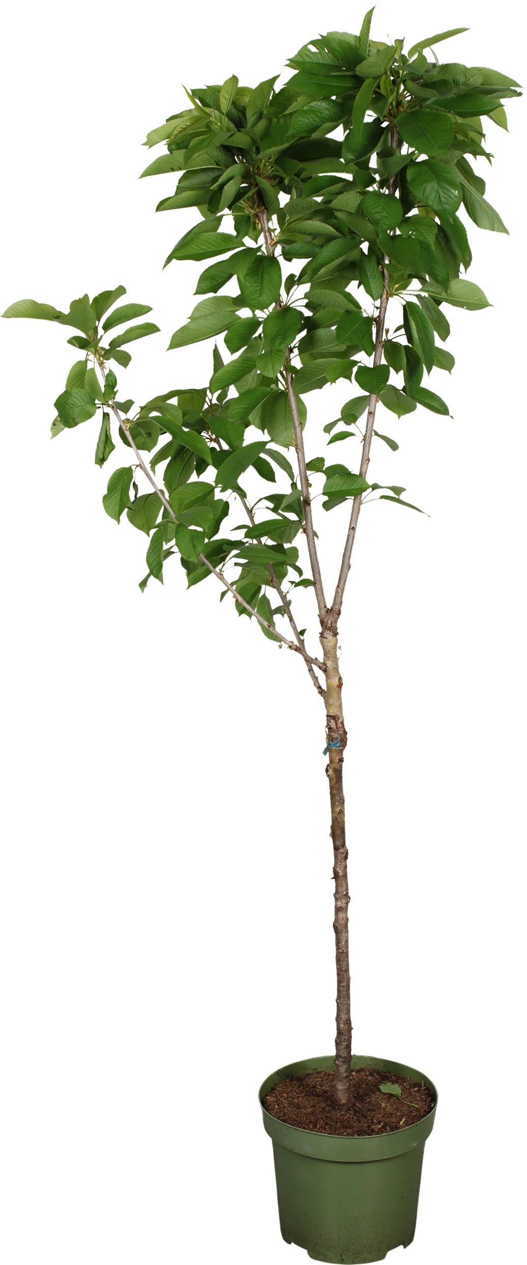 Biologische Kers (Prunus avium 'Stella') D 27 H 220 cm