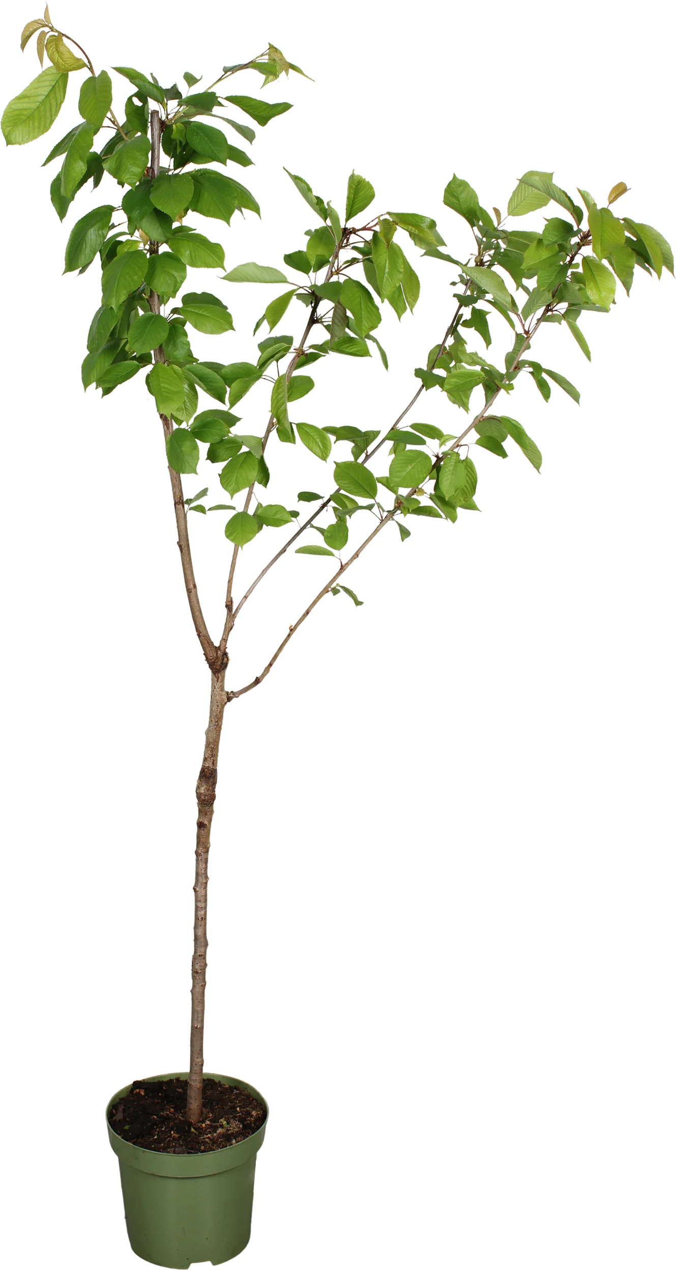 Biologische Kers laagstam (Prunus avium 'Lapins') D 27 H 220 cm