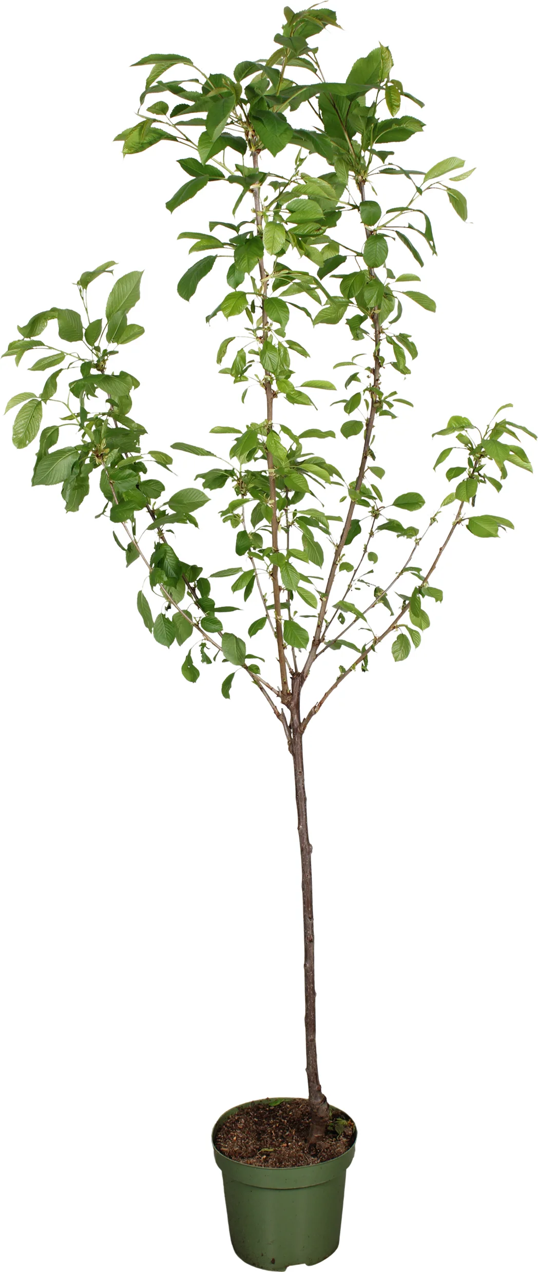 Biologische Kers laagstam (Prunus avium 'Sunburst') D 27 H 220 cm