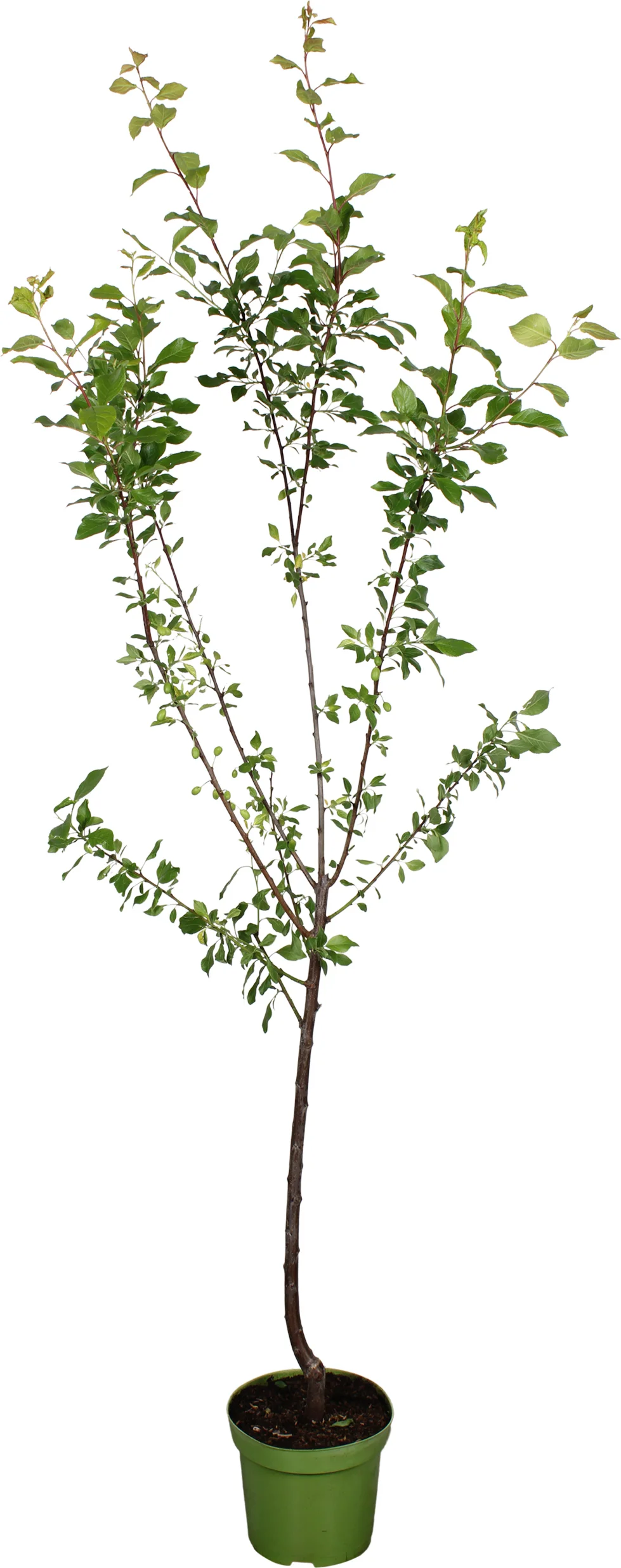Biologische Pruim (Prunus domestica 'Opal') D 27 H 220 cm