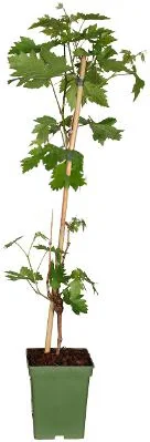 Biologische Witte druif (Vitis vin. 'Lakemount') D 23 H 100 cm