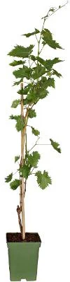 Biologische Blauwe druif (Vitis vin. 'Venus') D 23 H 100 cm