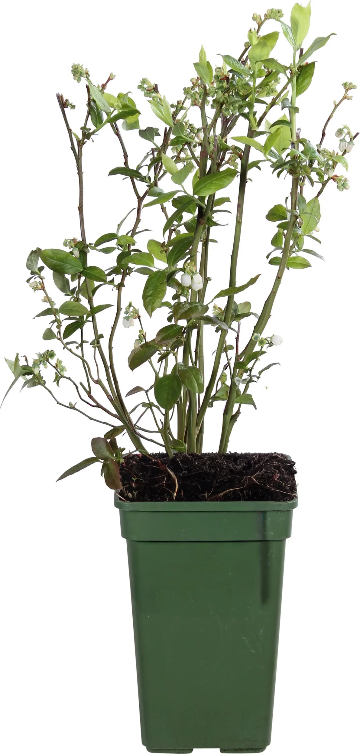 Biologische Blauwe bes (Vaccinium corymbosum 'Reka') D 23 H 100 cm