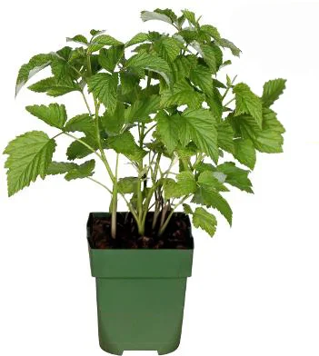 Biologische Framboos (Rubus id. 'Autumn Chef') D 13 H 45 cm