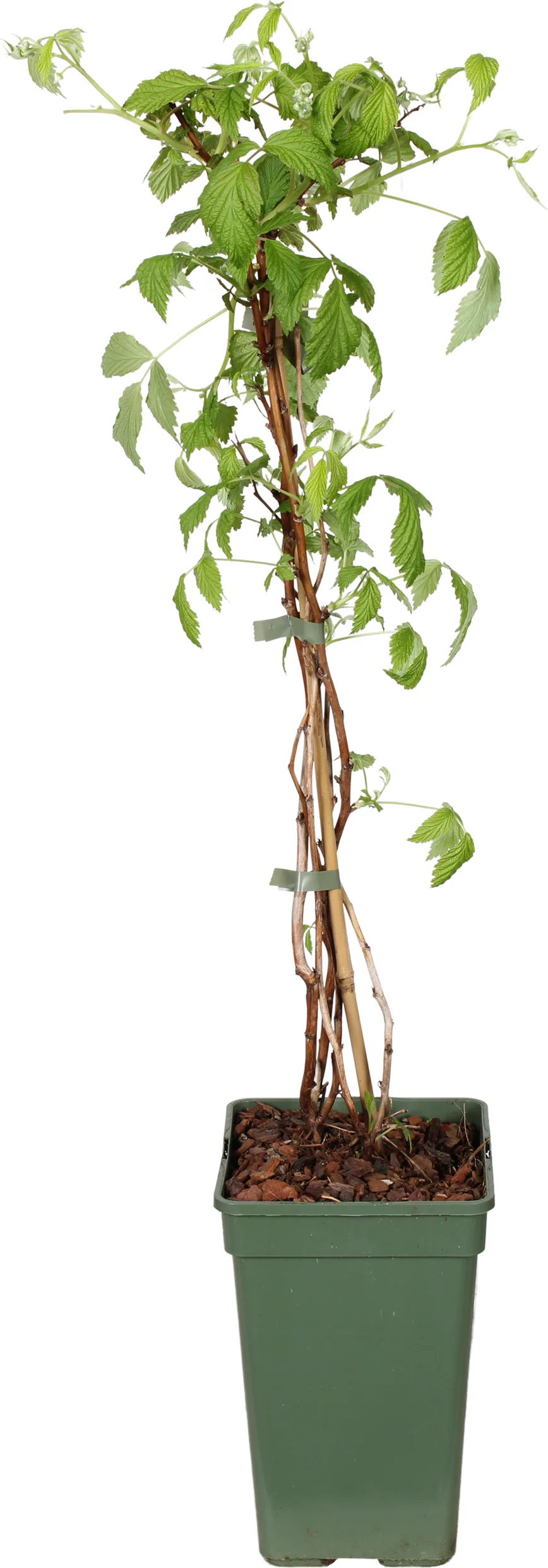 Biologische Framboos (Rubus id. 'Autumn Chef') D 19 H 55 cm