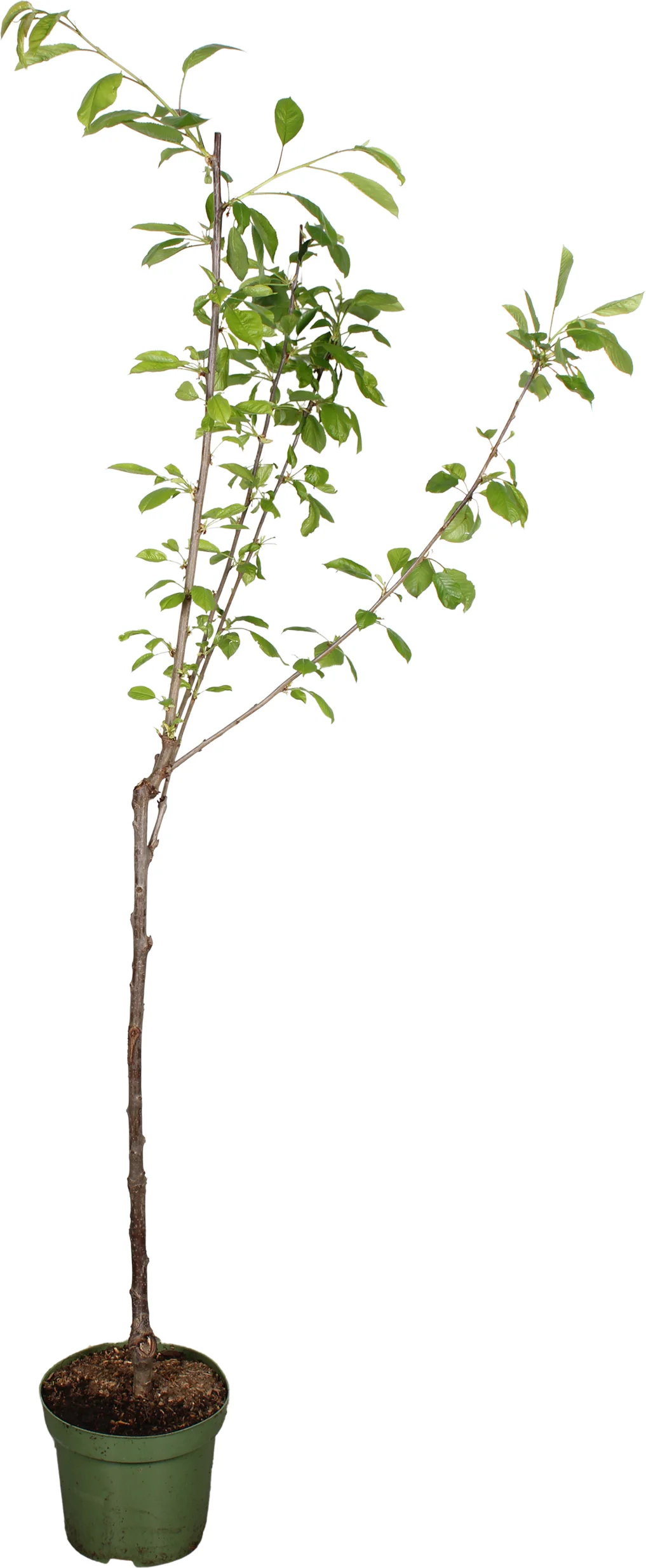 Biologische Kers (Prunus avium 'Kordia') D 27 H 220 cm