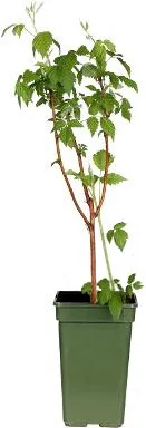 Biologische Zomer framboos (Rubus idaeus 'Fupi') D 19 H 55 cm