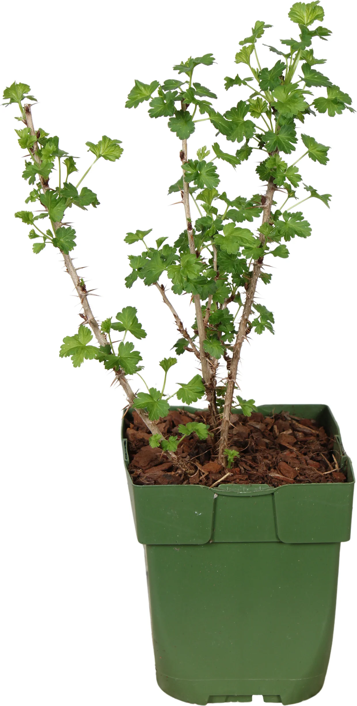 Biologische Groene kruisbes (Ribes Easycrisp 'Mr. Green') D 13 H 45 cm