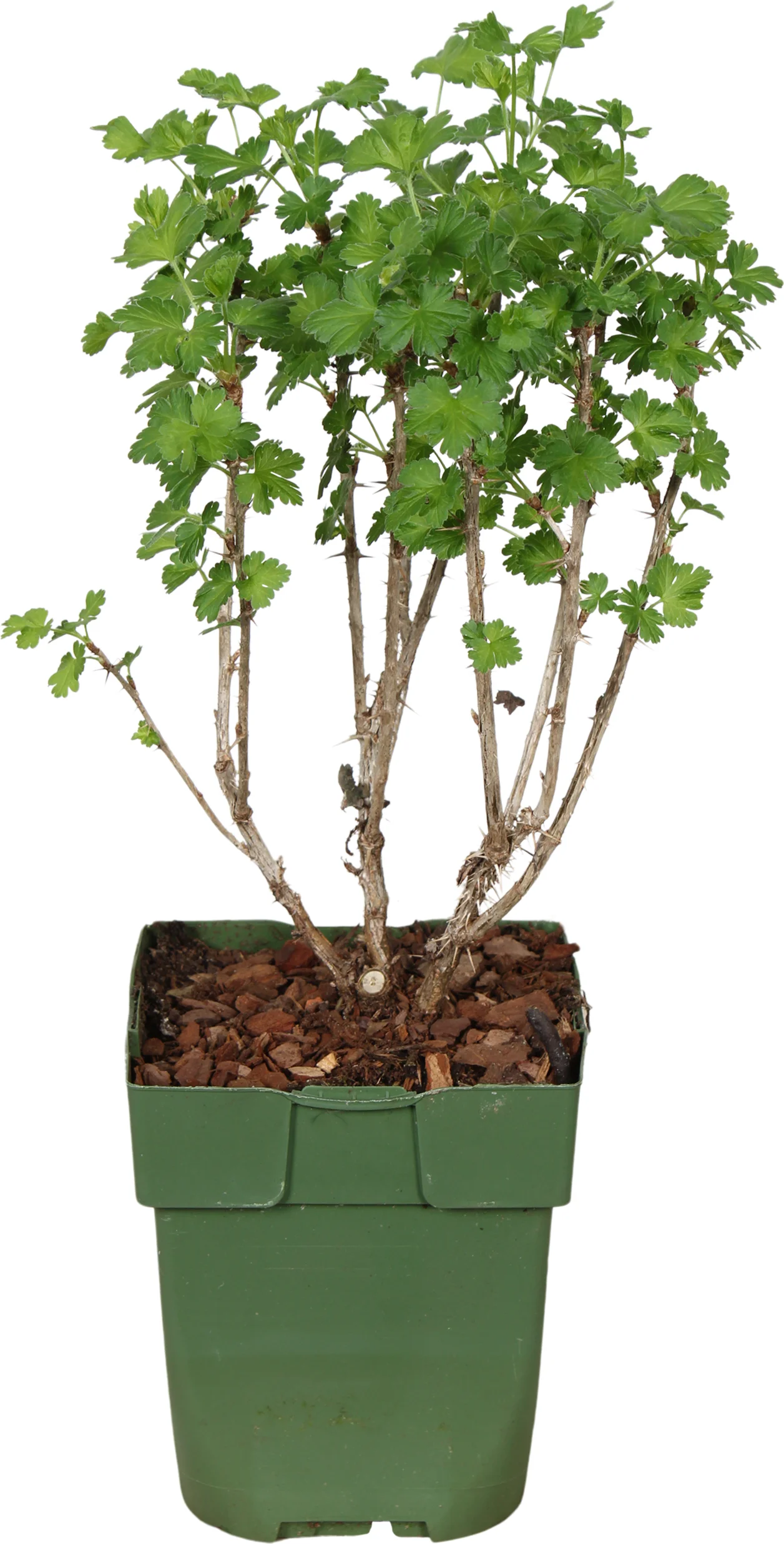 Biologische Groene kruisbes (Ribes u.-c. Crispa 'Goldling') D 13 H 45 cm