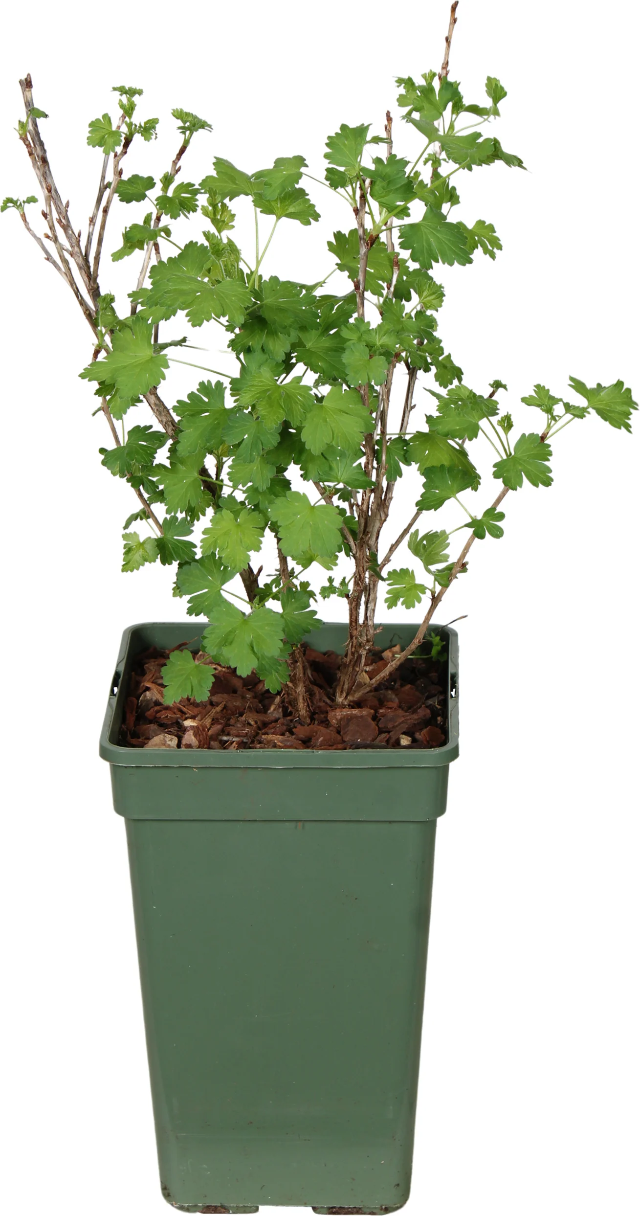 Biologische Kruisbes (Ribes uva-crispa 'Darling') D 19 H 55 cm