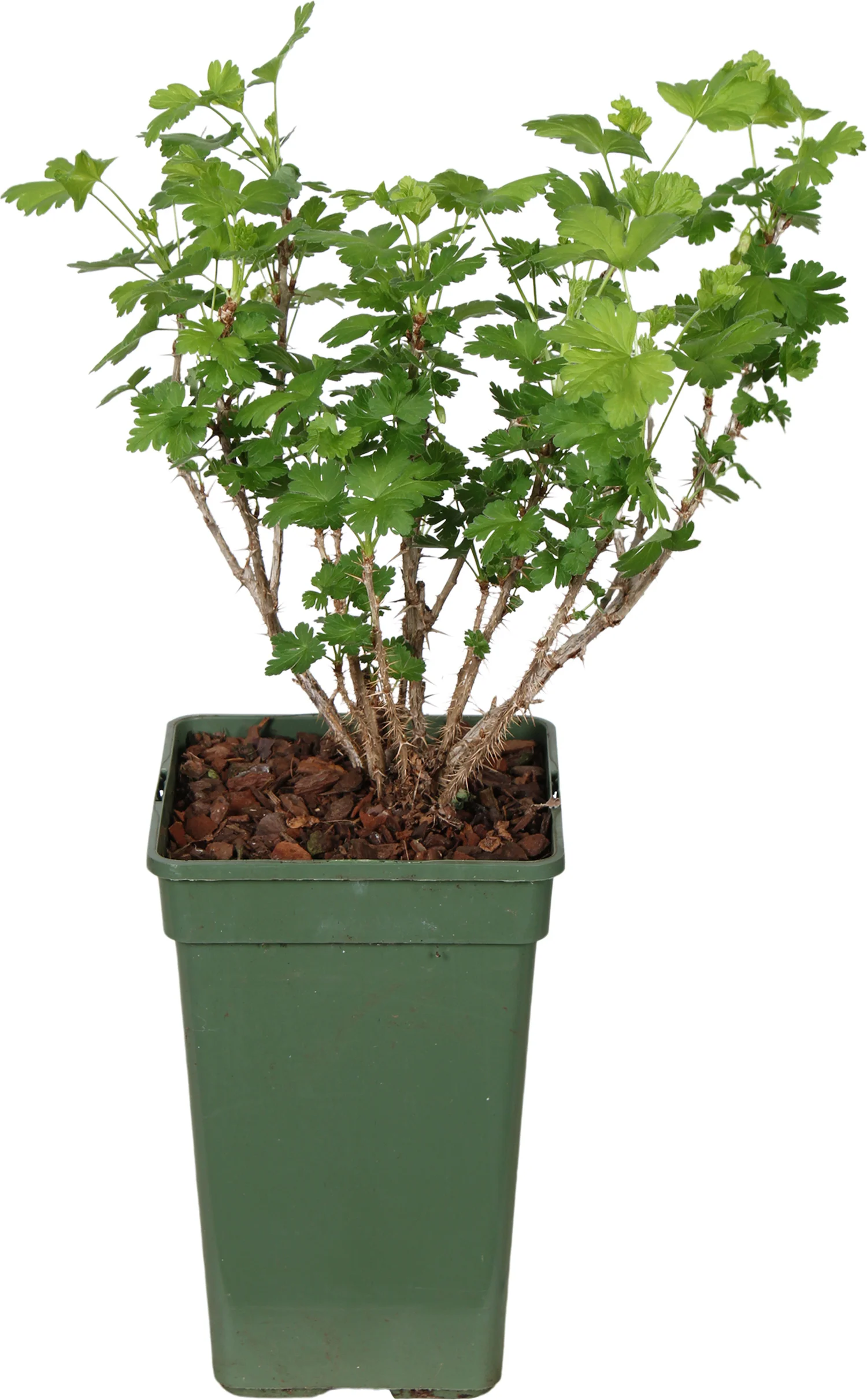 Biologische Groene kruisbes (Ribes u.-c. Crispa 'Goldling') D 19 H 55 cm