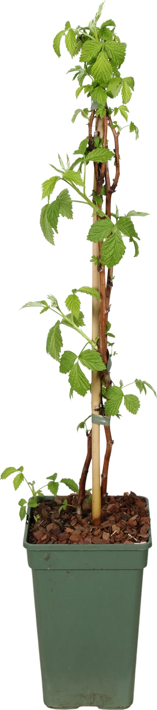 Biologische Gele framboos (Rubus id. 'Golddi. Schlaraffia') D 19 H 55 cm