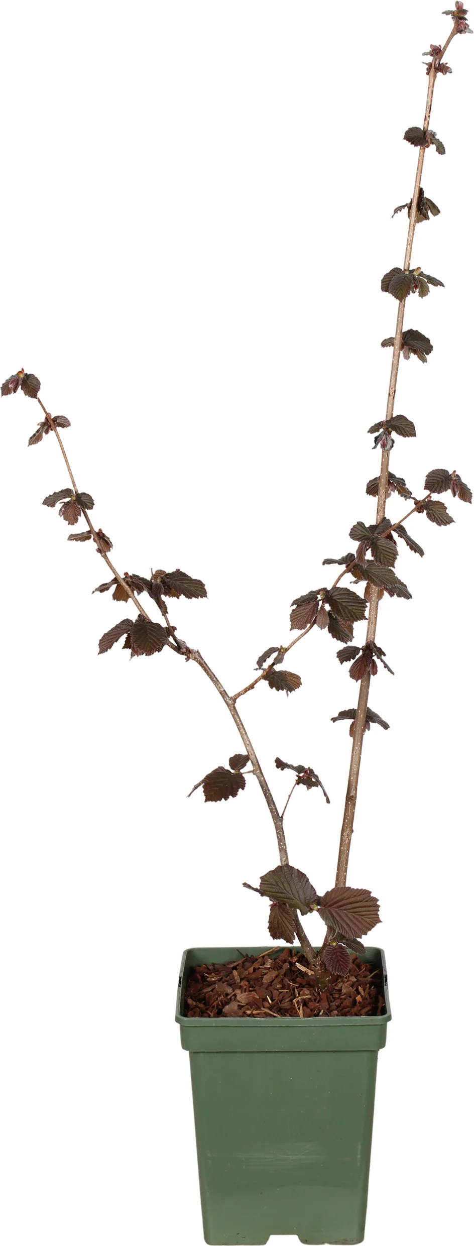 Biologische Rode hazelaar (Corylus av. 'Rode Zellernoot') D 23 H 100 cm