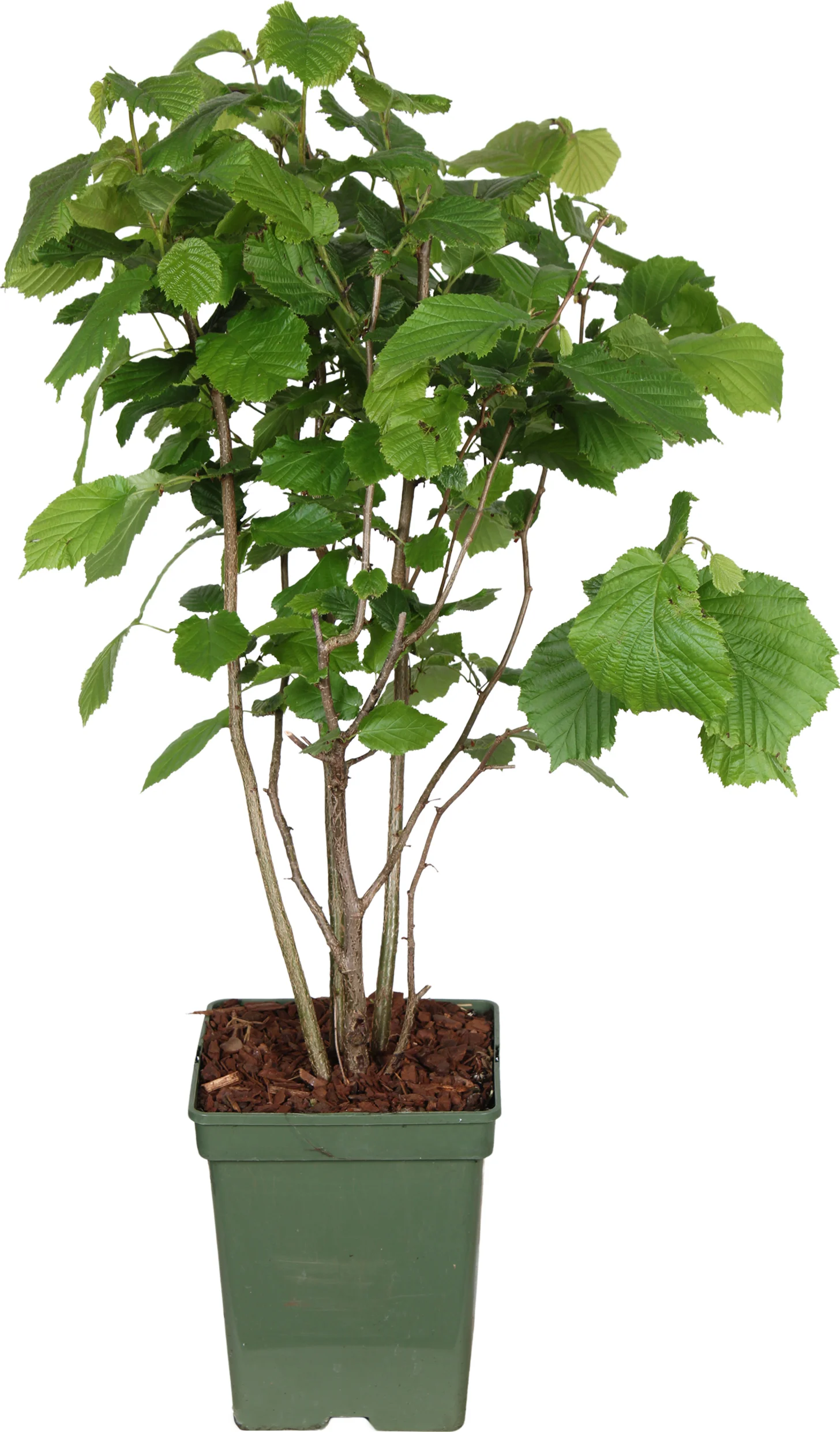 Biologische Hazelaar (Corylus av. 'Pearsons Prolific') D 23 H 100 cm