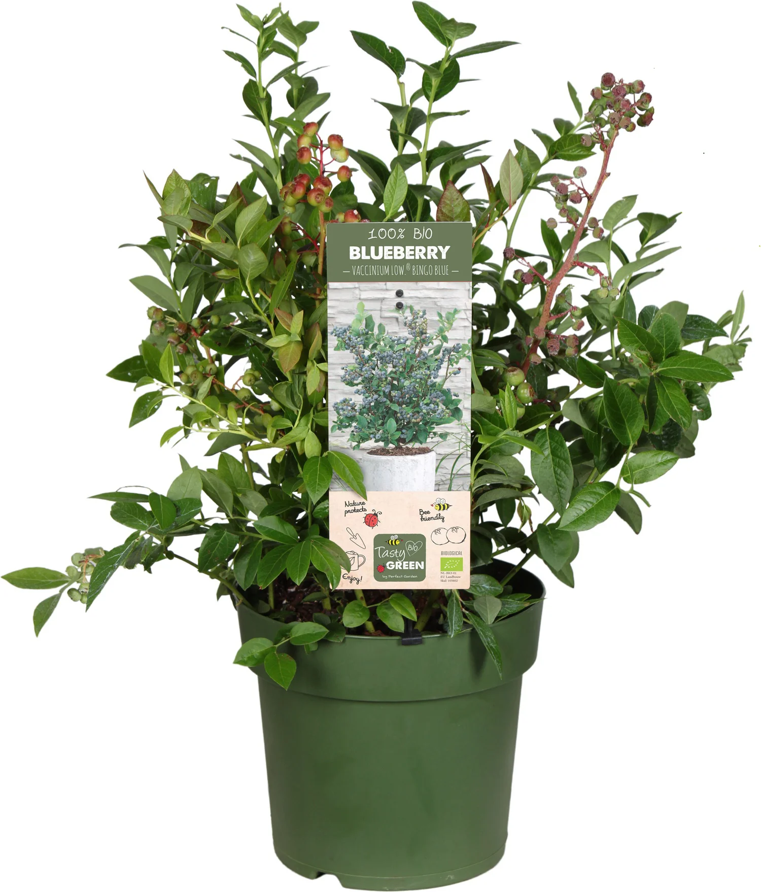 Biologische Blauwe Bes (Vaccinium corymbosum 'Bingo Blue') D 23 H 50 cm