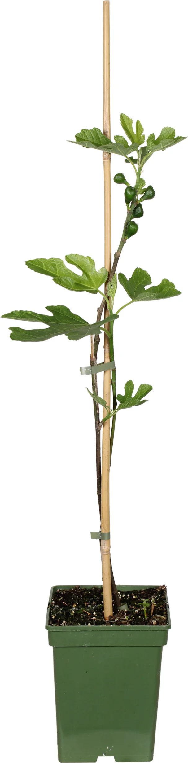 Biologische Vijg (Ficus carica 'Brown Turkey') D 23 H 100 cm