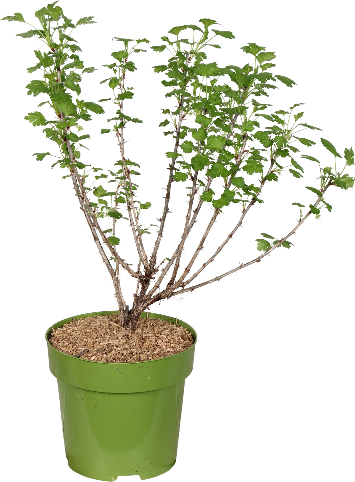 Biologische Rode kruisbes (Ribes Easycrisp 'Mdm Sanssouci') D 23 H 100 cm