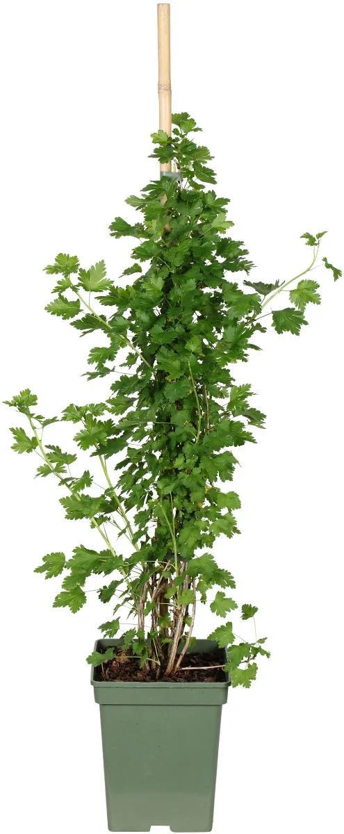 Biologische Groene kruisbes (Ribes uva-crispa Crispa® 'Greenling®') D 23 H 100 cm