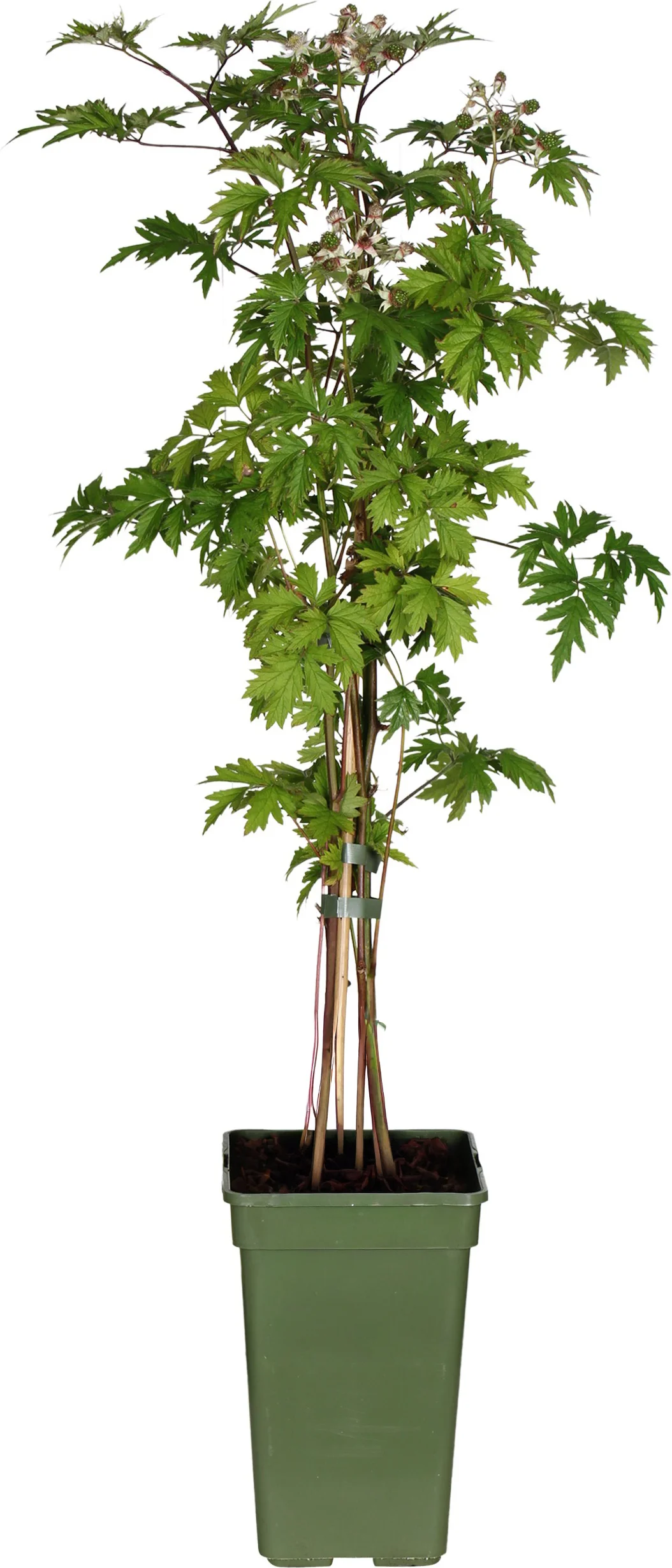 Biologische Doornloze braam (Rubus frut. 'Thornless Evergreen') D 23 H 100 cm