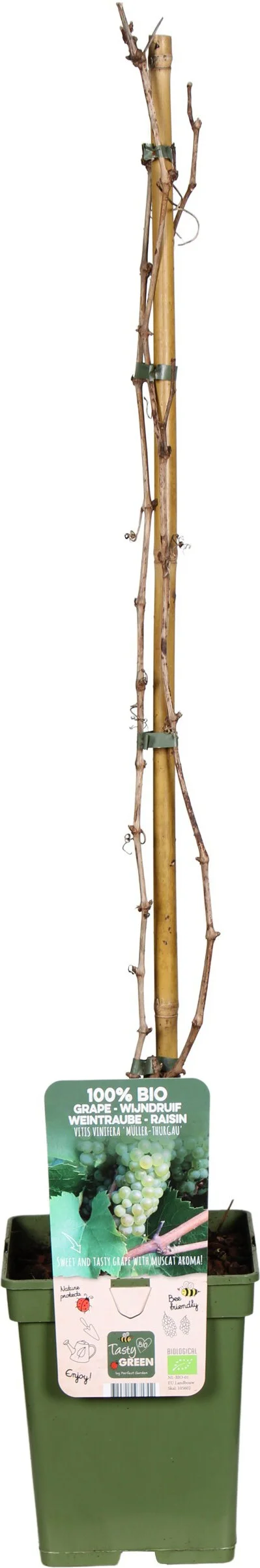 Biologische Druif (Vitis vinifera 'Maller-Thurgau') D 23 H 100 cm