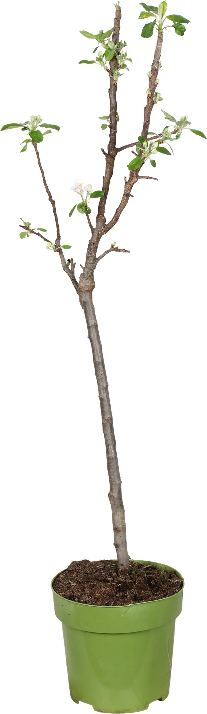 Biologische Appel (Malus domestica 'Delgrina') D 23 H 100 cm