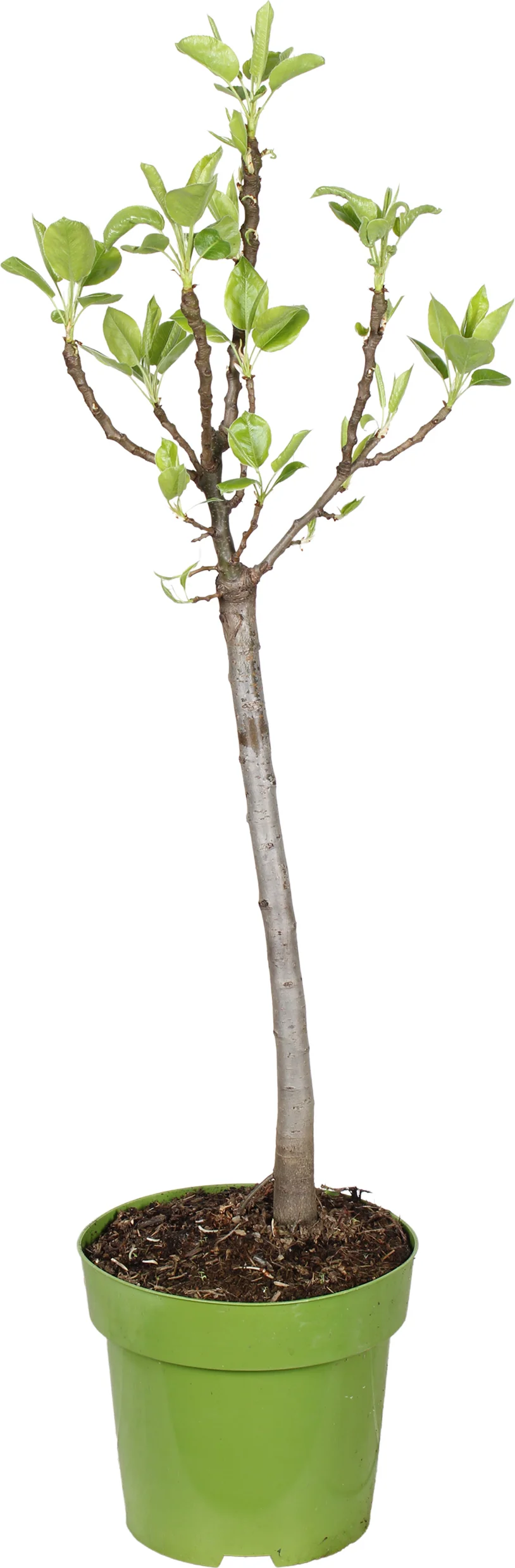 Biologische Peer (Pyrus communis 'Luisa') D 23 H 100 cm