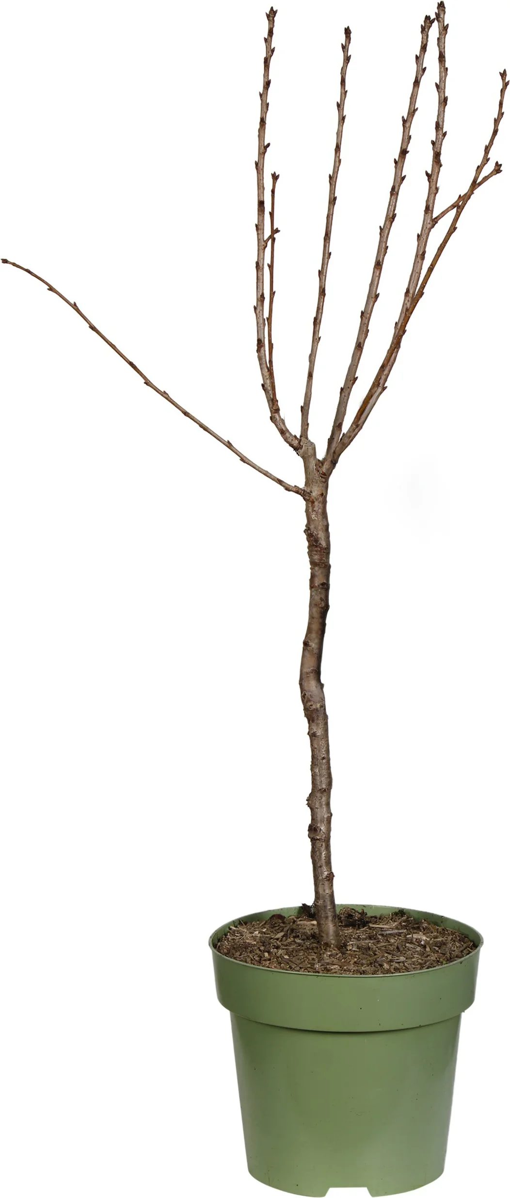 Biologische Dwergkers (Prunus cerasus 'Piemont') D 23 H 100 cm