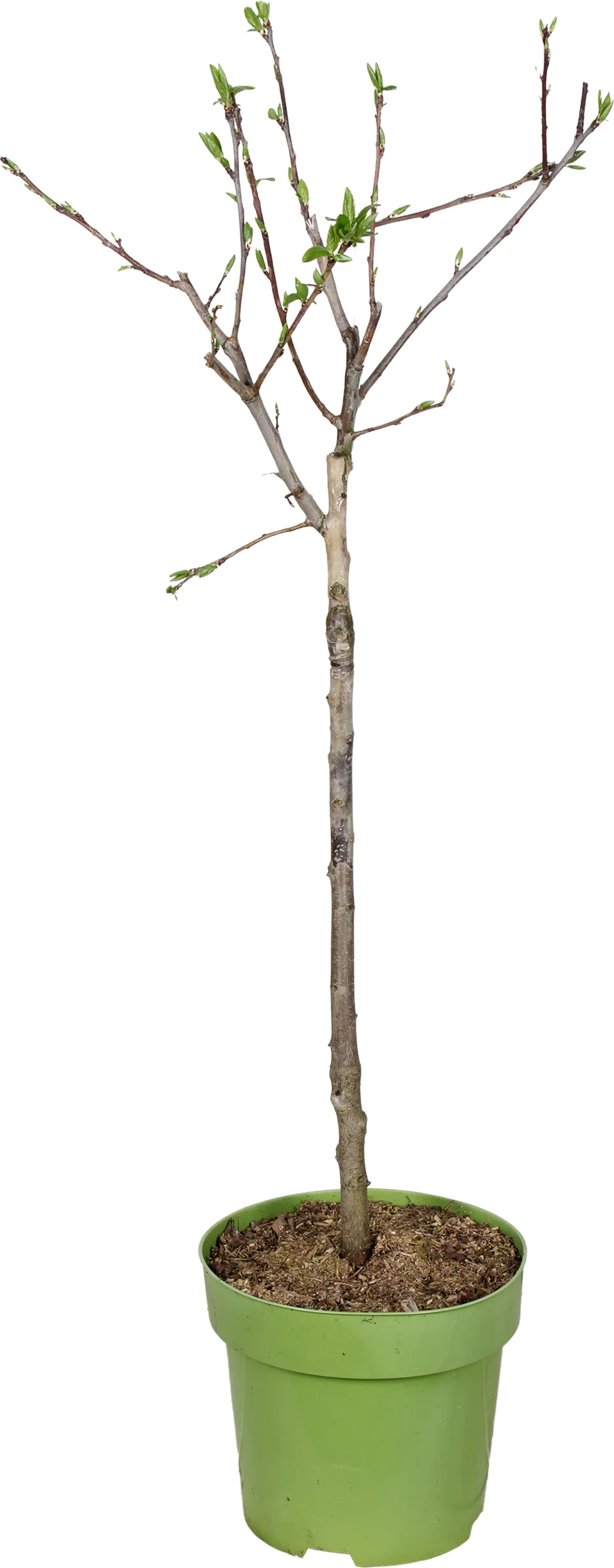 Biologische Pruim (Prunus domestica 'Julia') D 23 H 100 cm