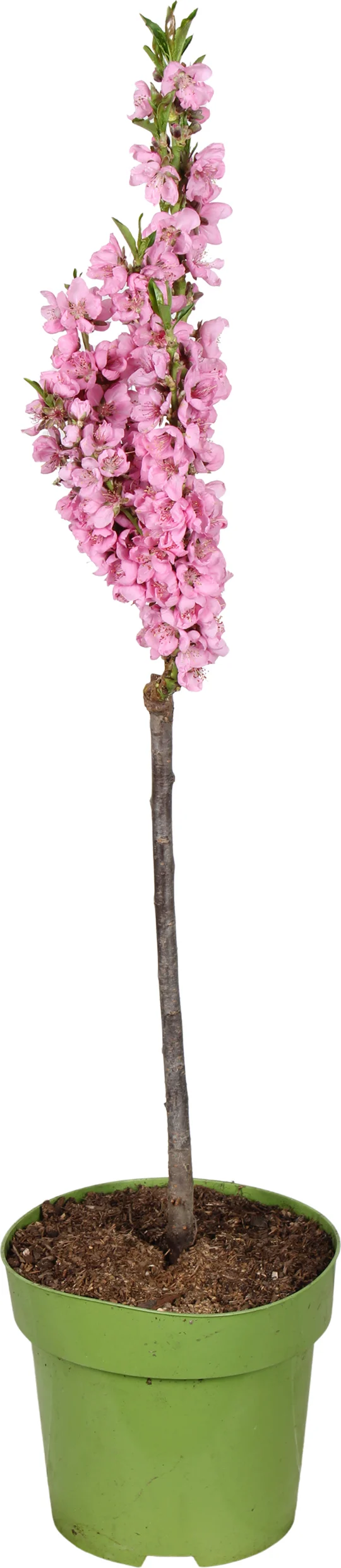 Biologische Nectarinne (Prunus persica 'Nectarella') D 23 H 100 cm
