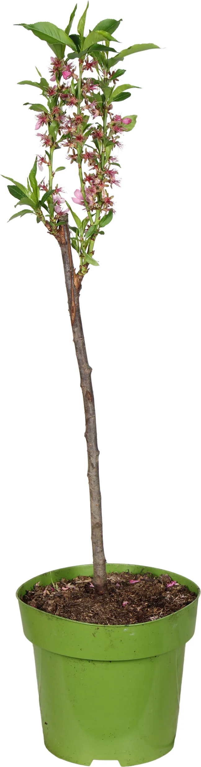 Biologische Dwergperzik (Prunus persica 'Bonanza' ) D 23 H 100 cm