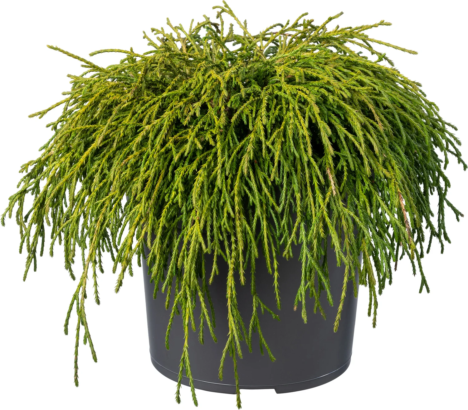 Biologische Dwergcipres (Chamaecyparis pisifera 'Filifera Nana') D 19 H 50 cm