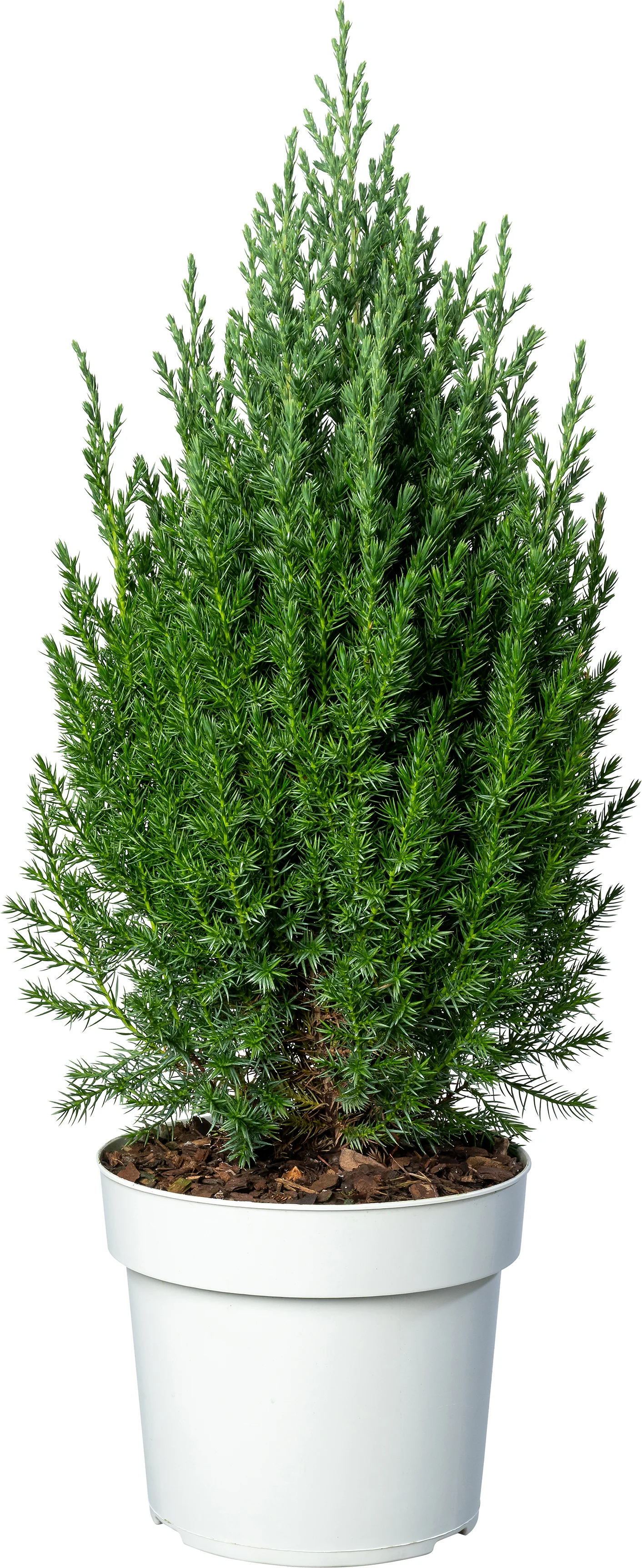 Biologische Chinese Jeneverbes (Juniperus chinensis 'Stricta') D 19 H 70 cm