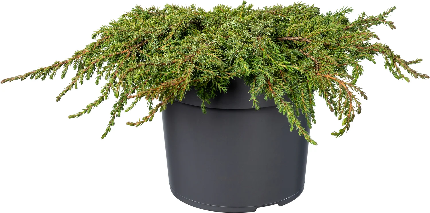 Biologische Jenerverbes (Juniperus communis 'Green Carpet') D 19 H 50 cm