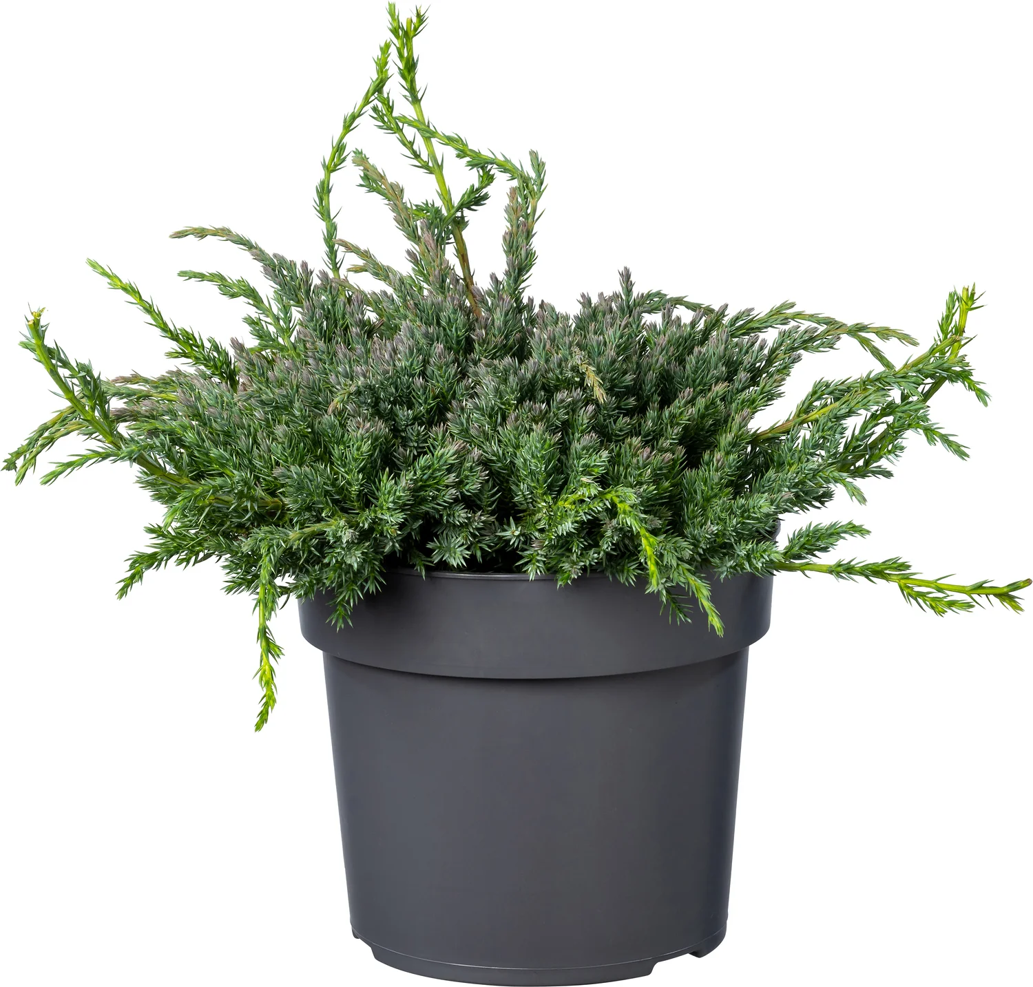 Biologische Jenerverbes (Juniperus squamata 'Blue Carpet') D 19 H 50 cm