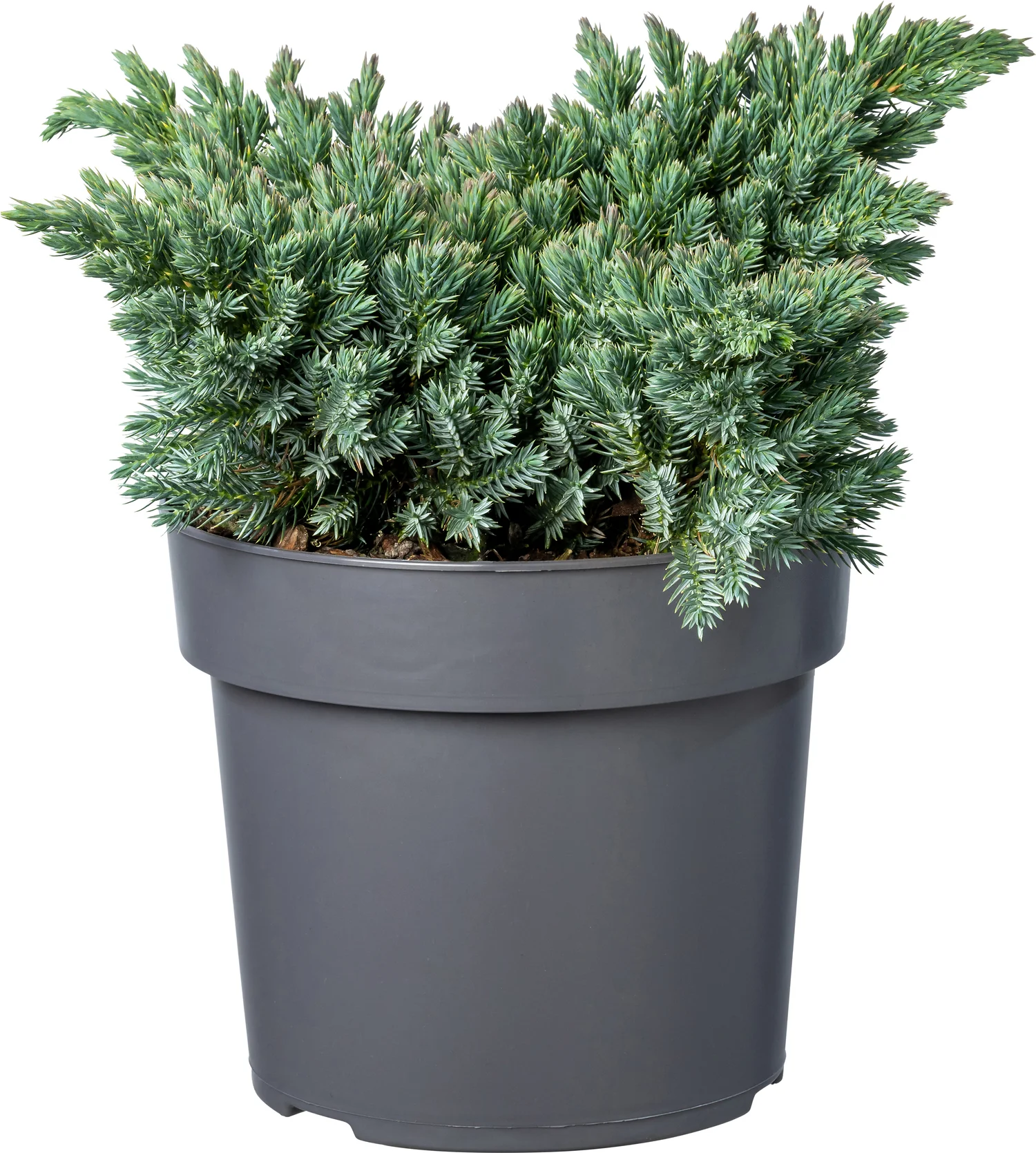 Biologische Jenerverbes (Juniperus squamata 'Blue Star') D 19 H 50 cm