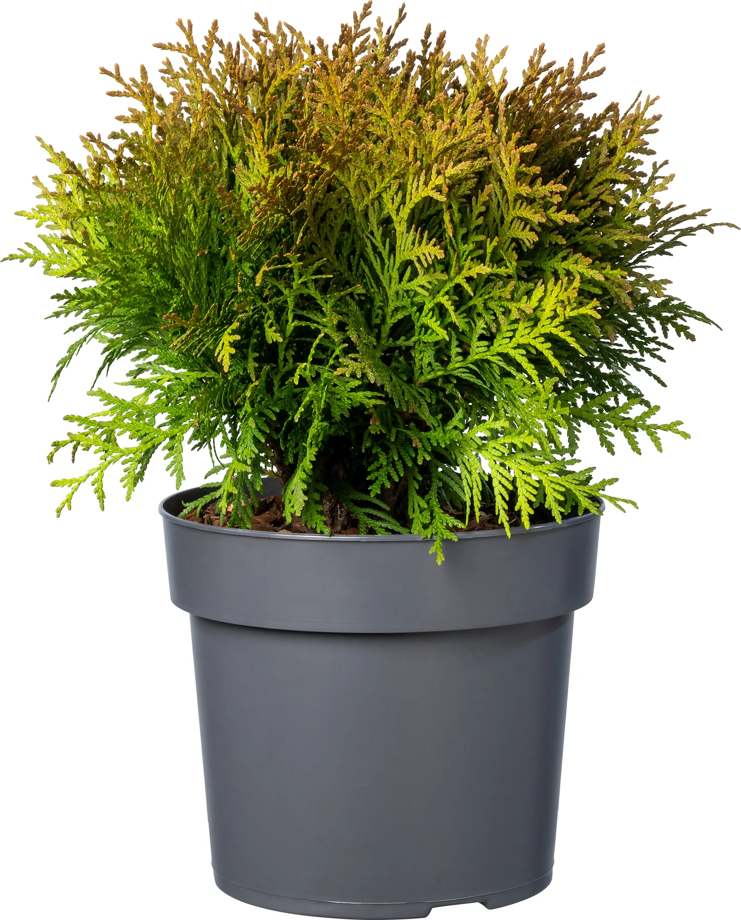 Biologische Levensboom (Thuja occidentalis 'Danica') D 19 H 50 cm