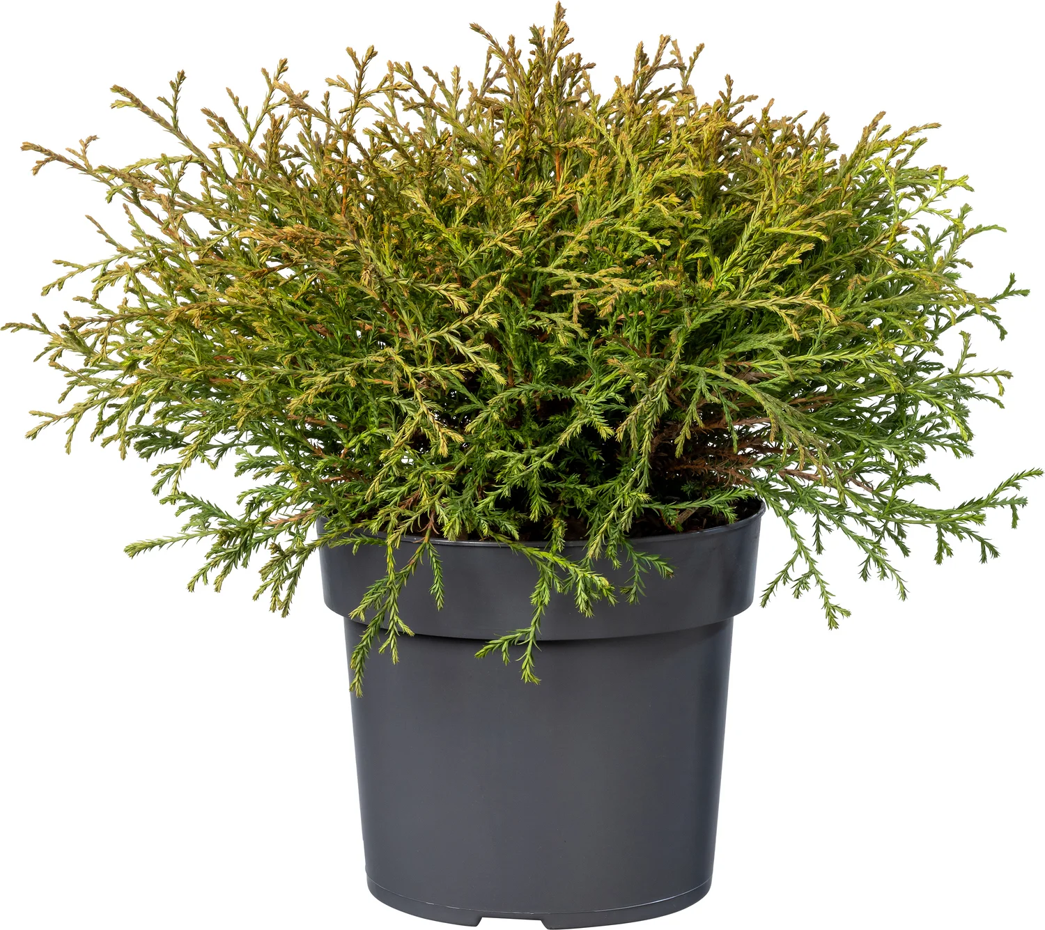 Biologische Levensboom (Thuja occidentalis 'Mr Bowling Ball') D 19 H 70 cm