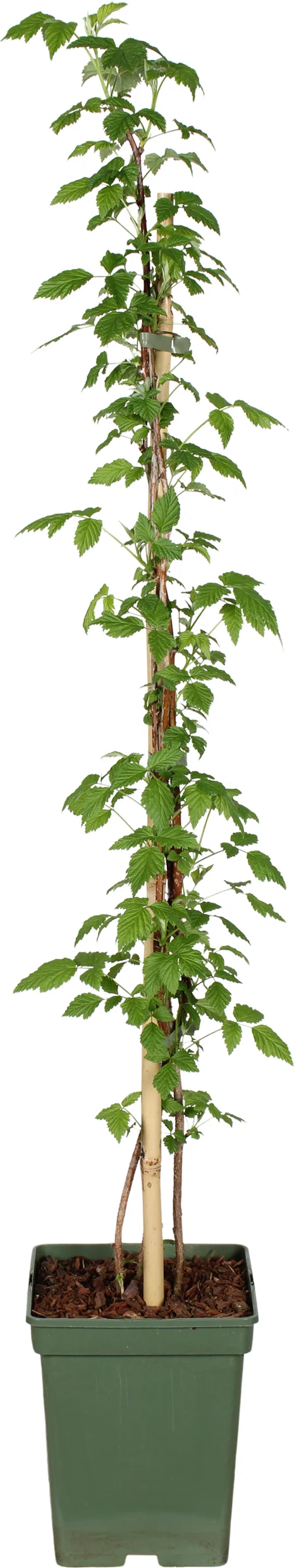 Biologische Framboos (Rubus ideaus 'Summer Chef') D 23 H 100 cm