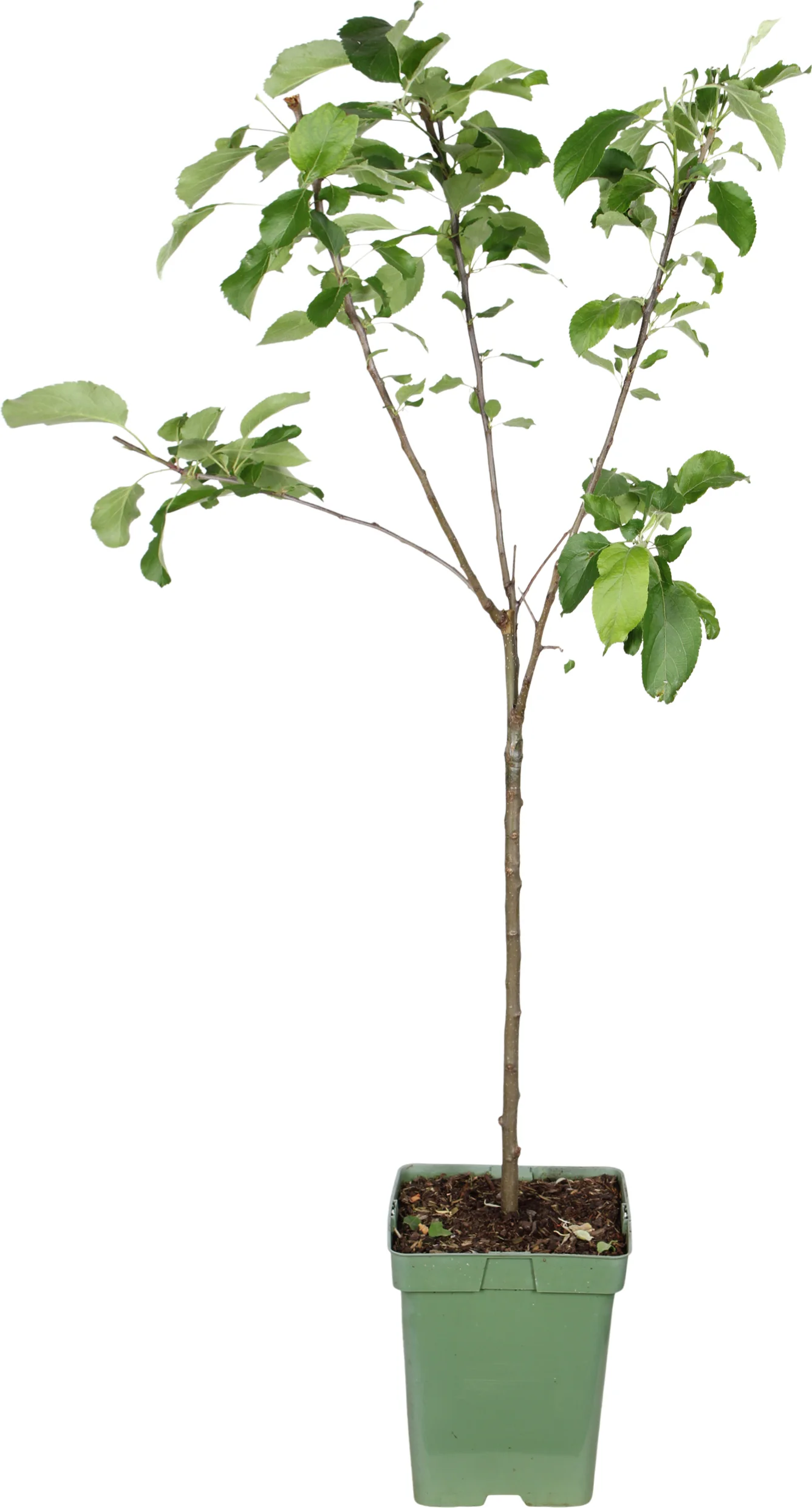Biologische Appel (Malus domestica 'Cox's Orange Pippin') D 23 H 100 cm