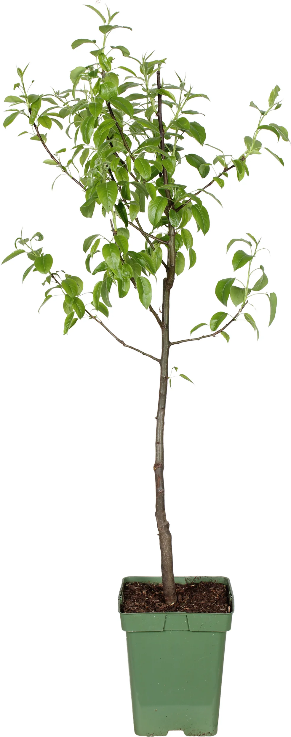 Biologische Peer (Pyrus communis 'Charneux') D 23 H 100 cm